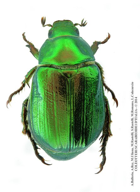 Mimela aurata, femmina 